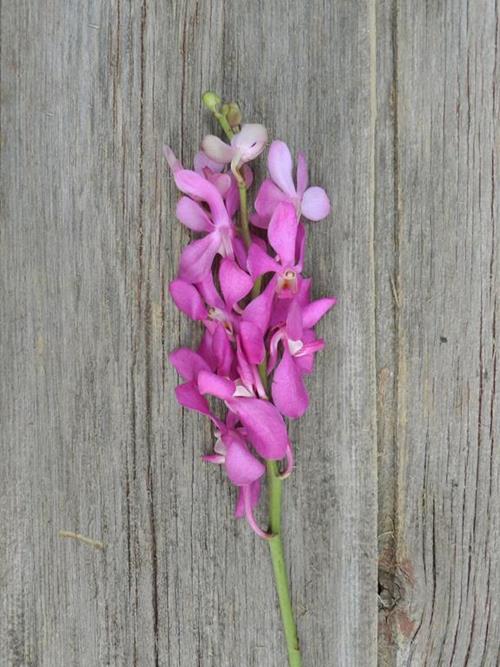 CALYPSO MOKARA HOT PINK ORCHIDS